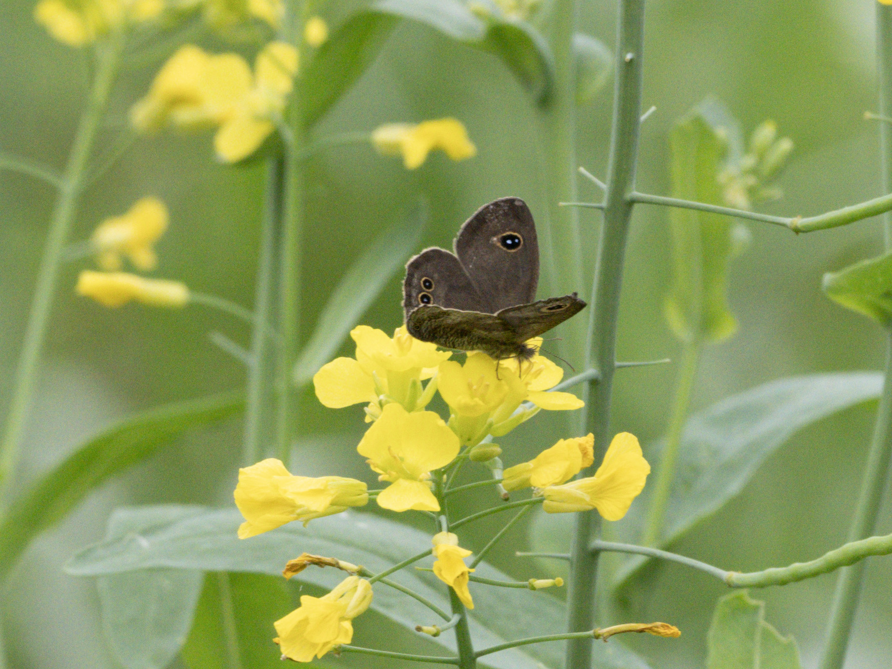 阿矍眼蝶