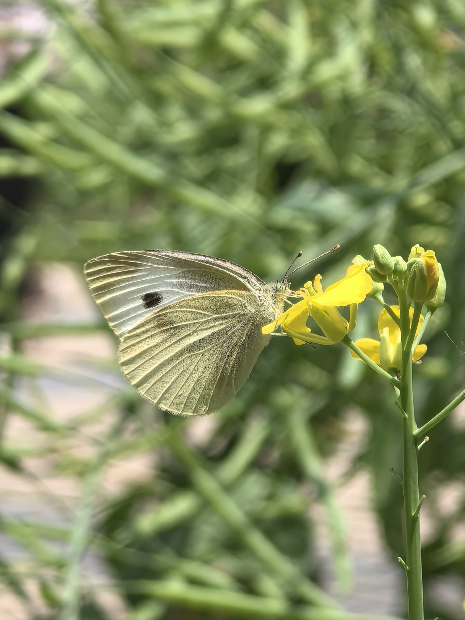 菜粉蝶