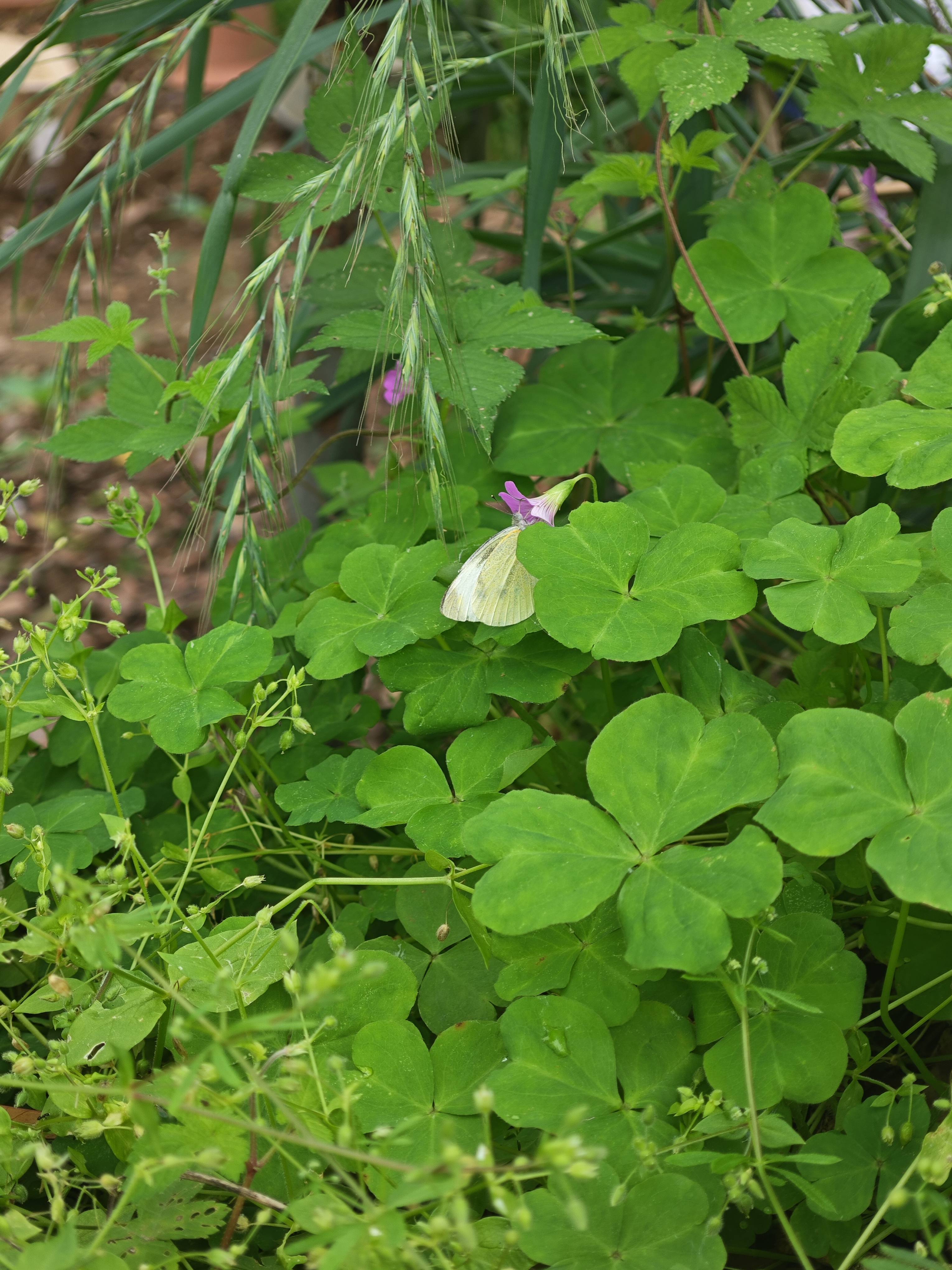 菜粉蝶