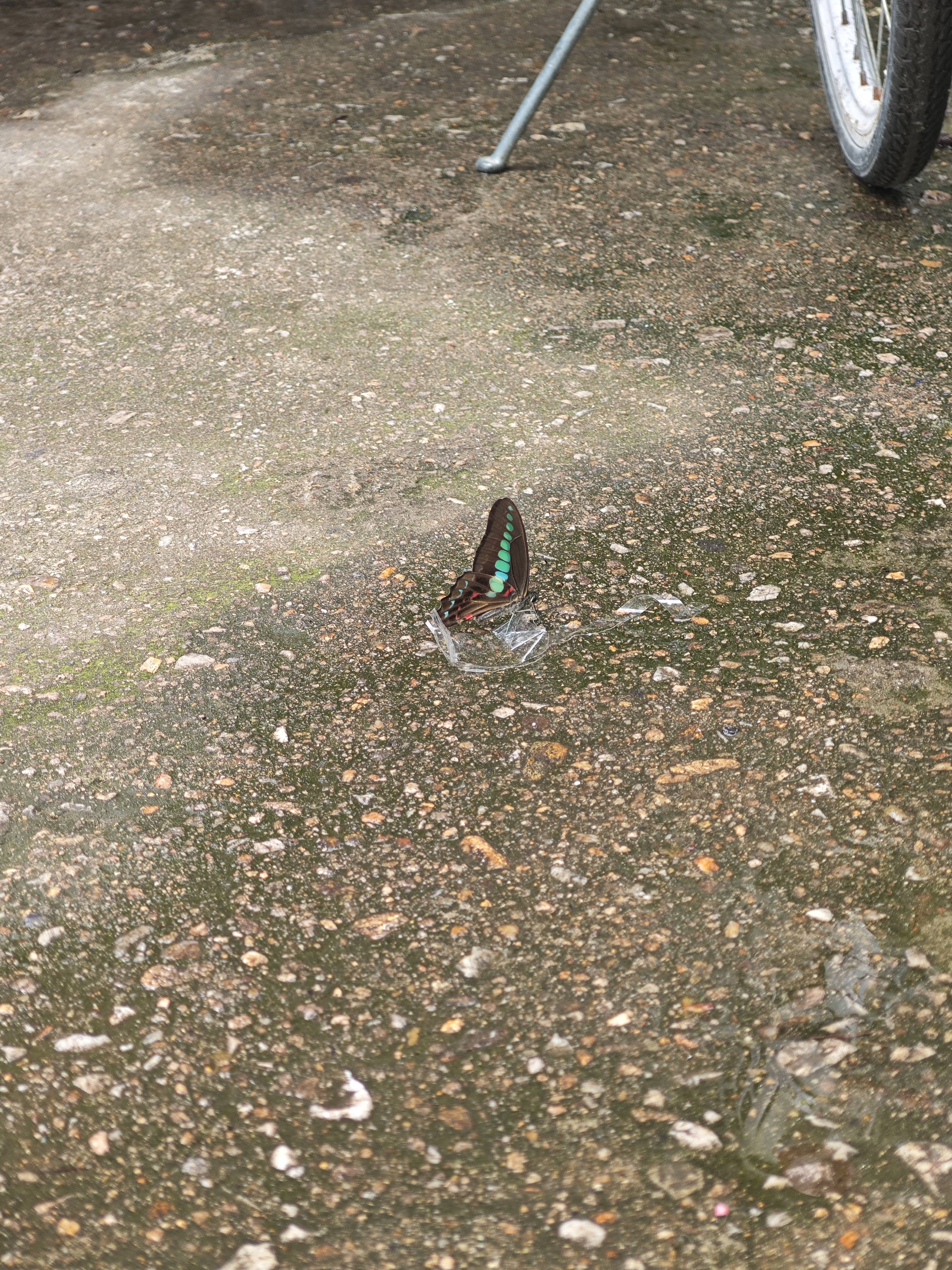 青凤蝶