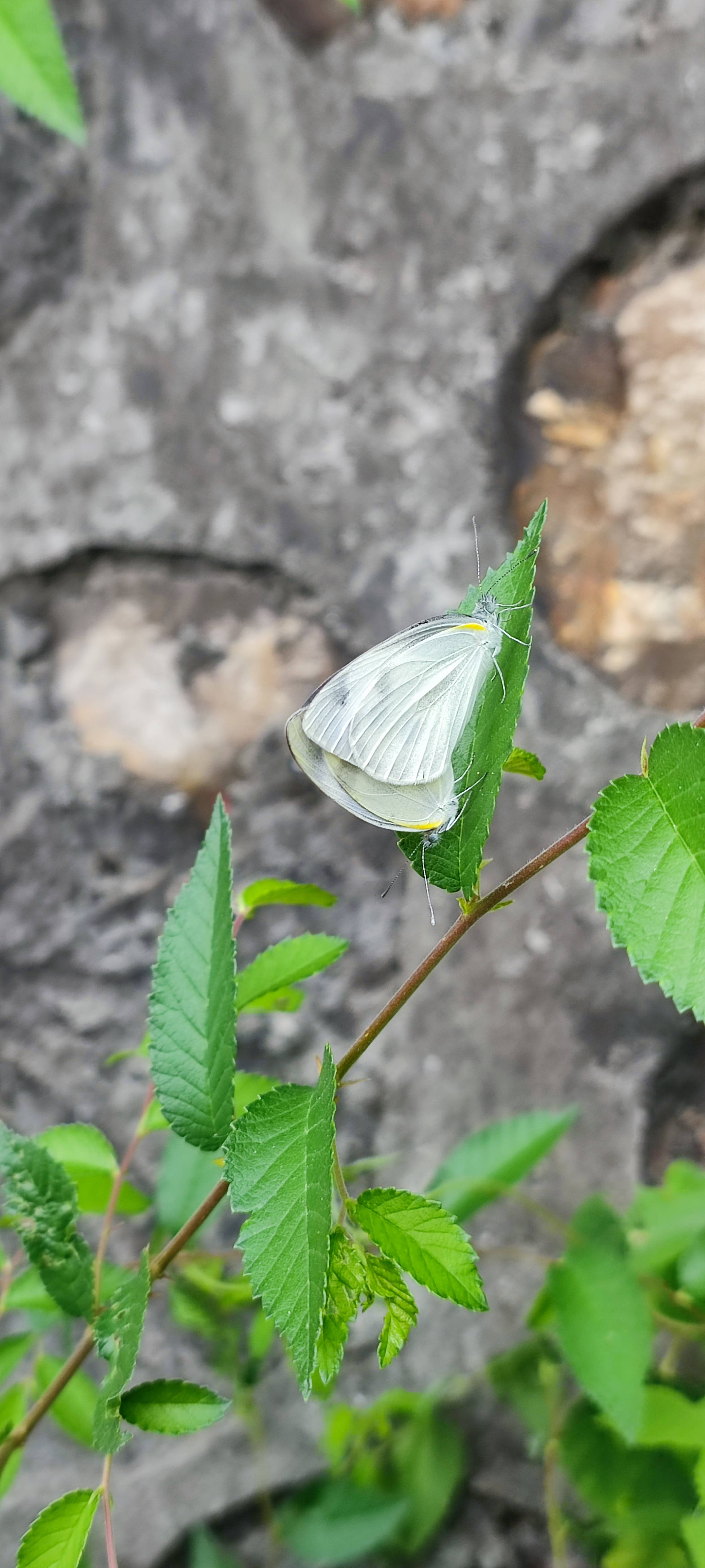 东方菜粉蝶