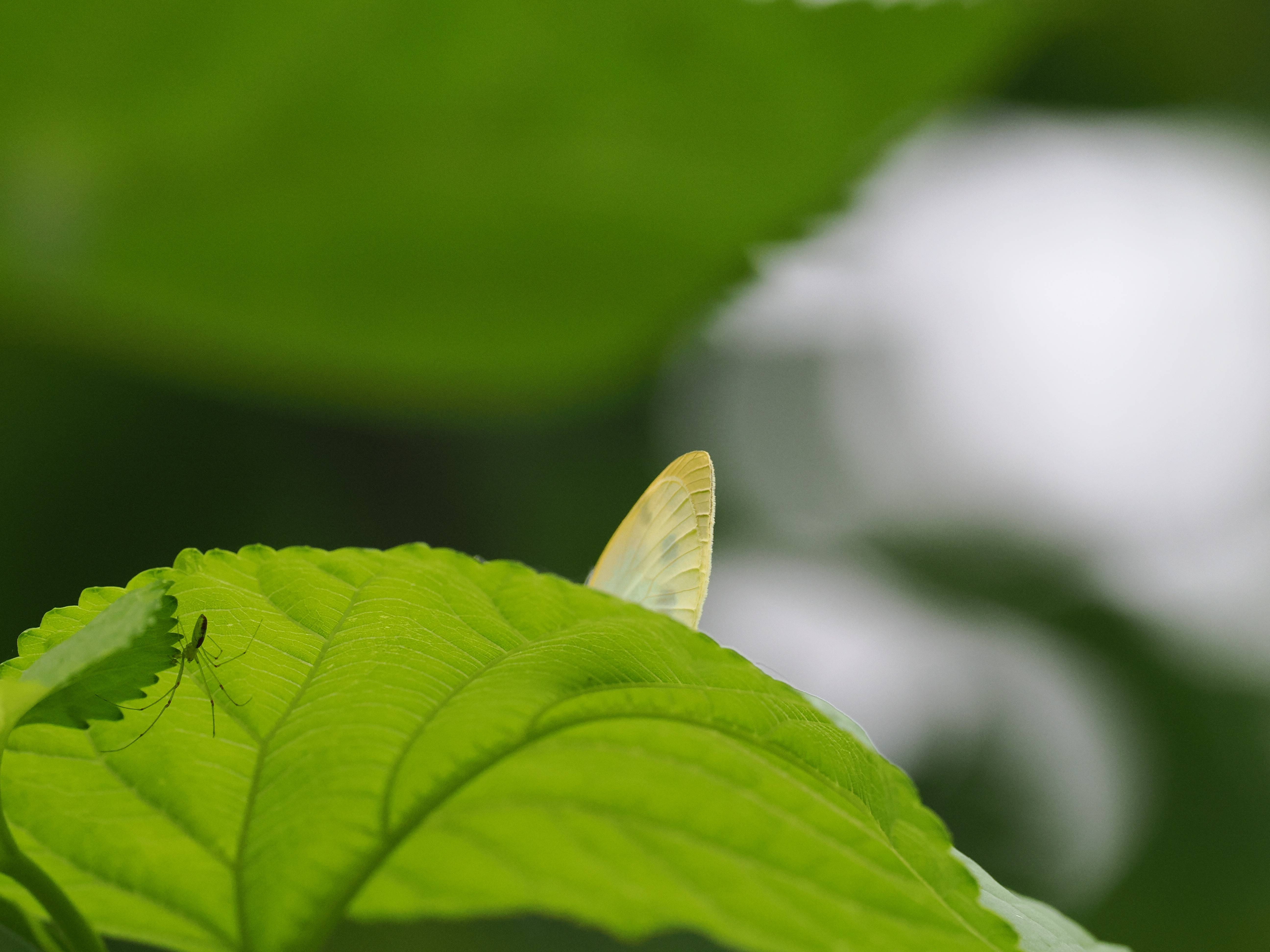 菜粉蝶