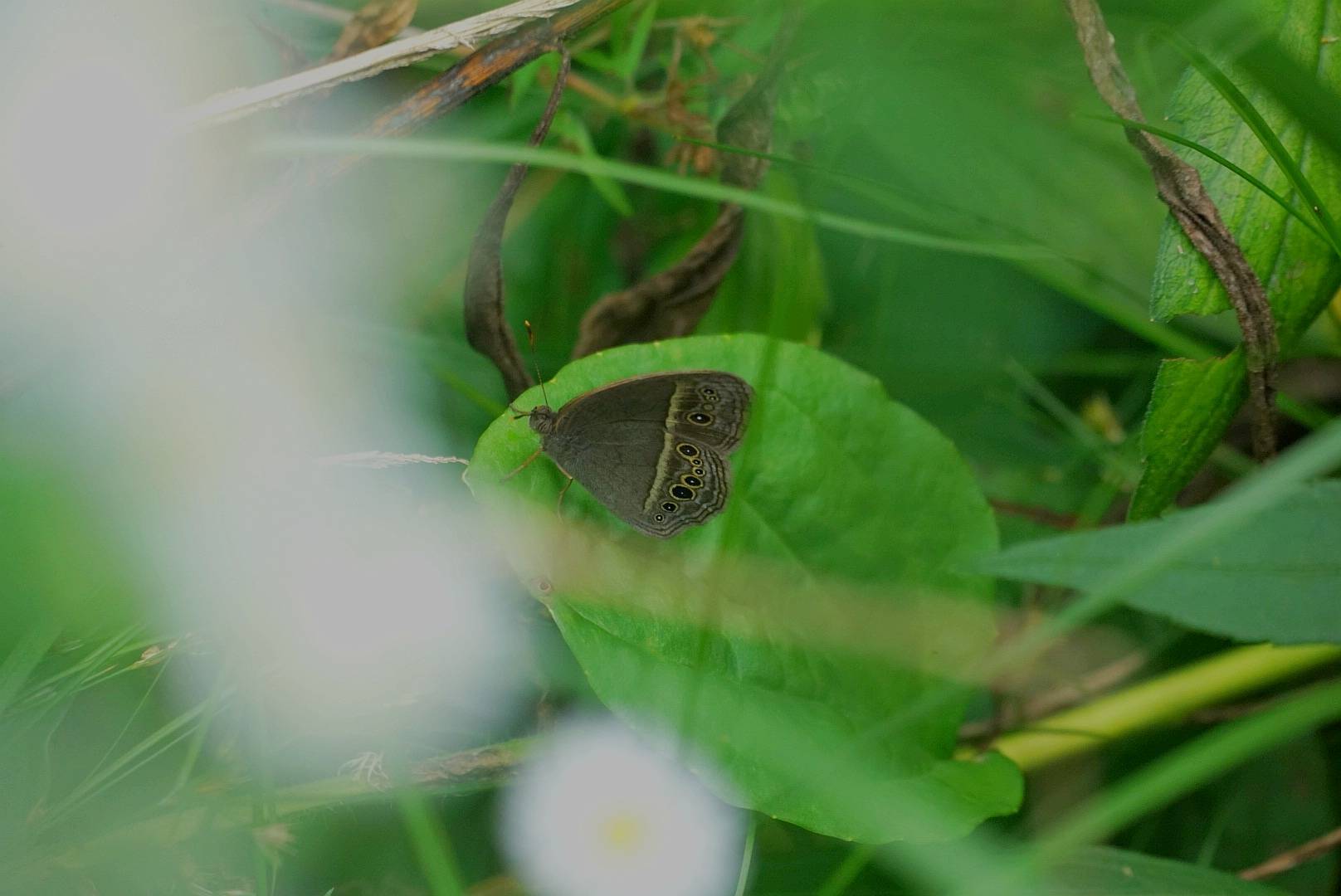 小眉眼蝶