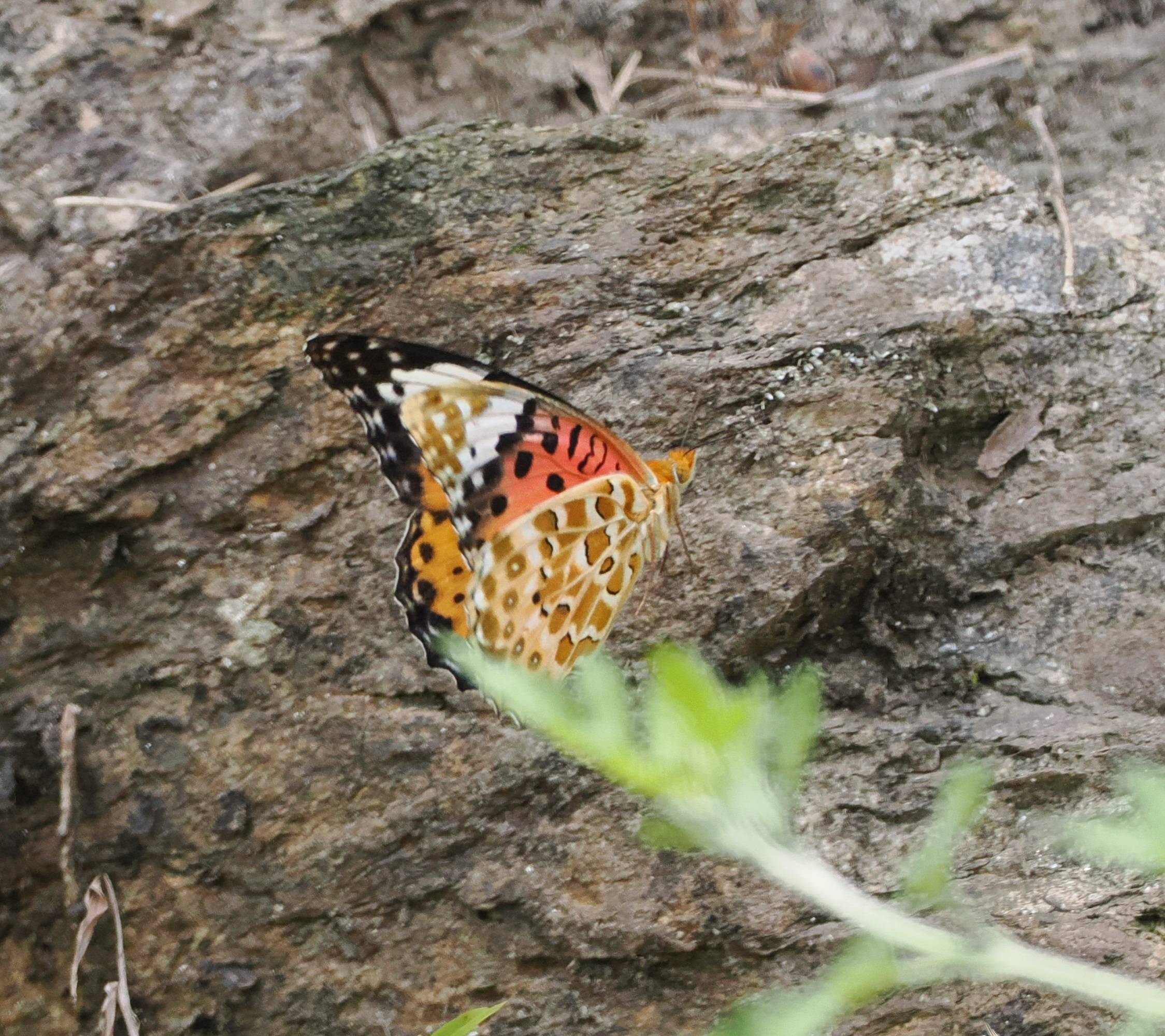 斐豹蛱蝶