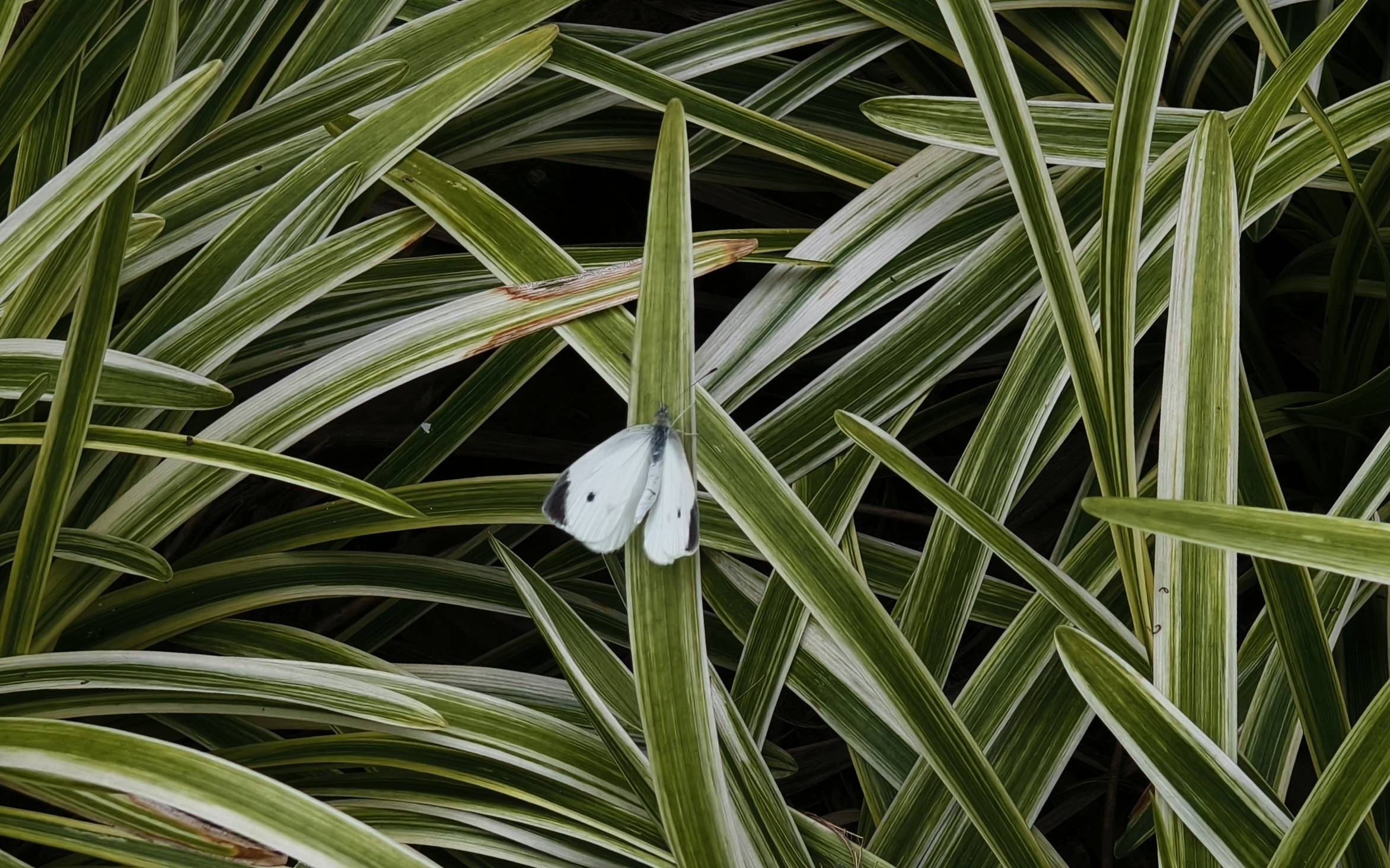 菜粉蝶