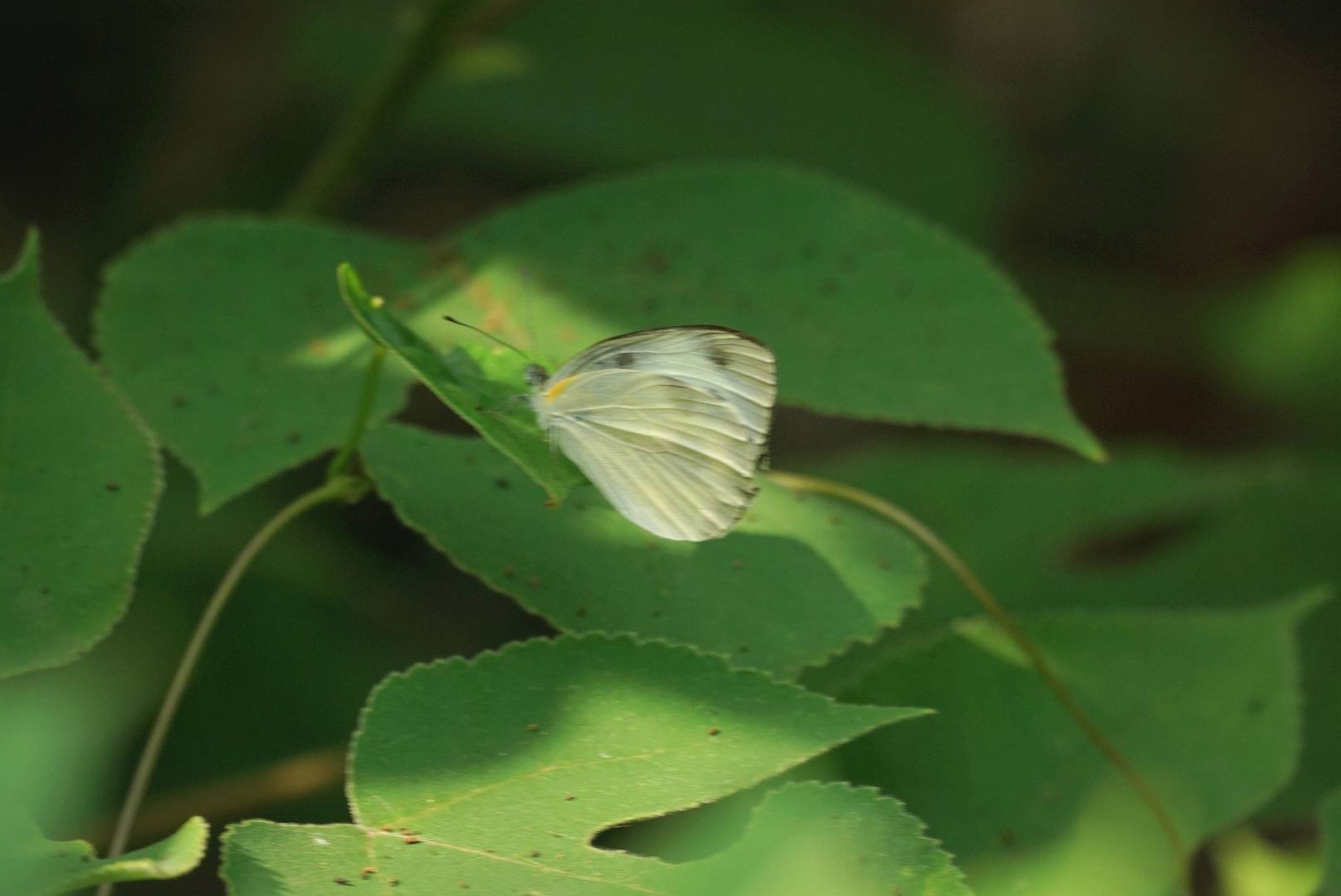 东方菜粉蝶