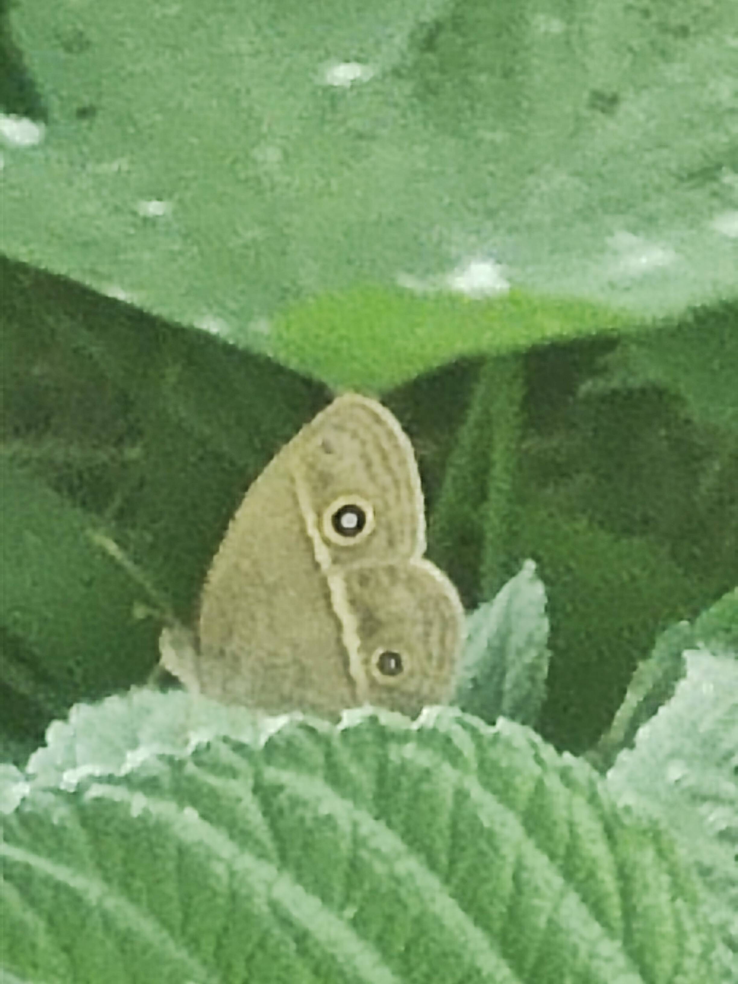 稻眉眼蝶