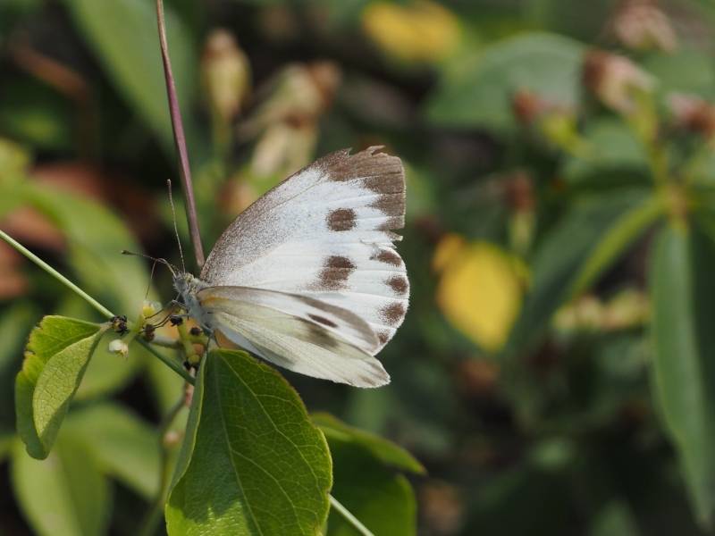 东方菜粉蝶