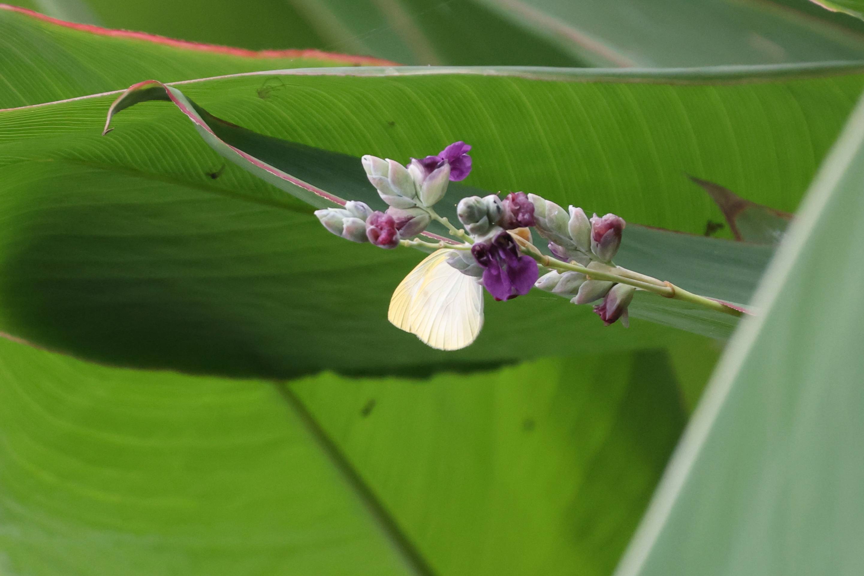 菜粉蝶