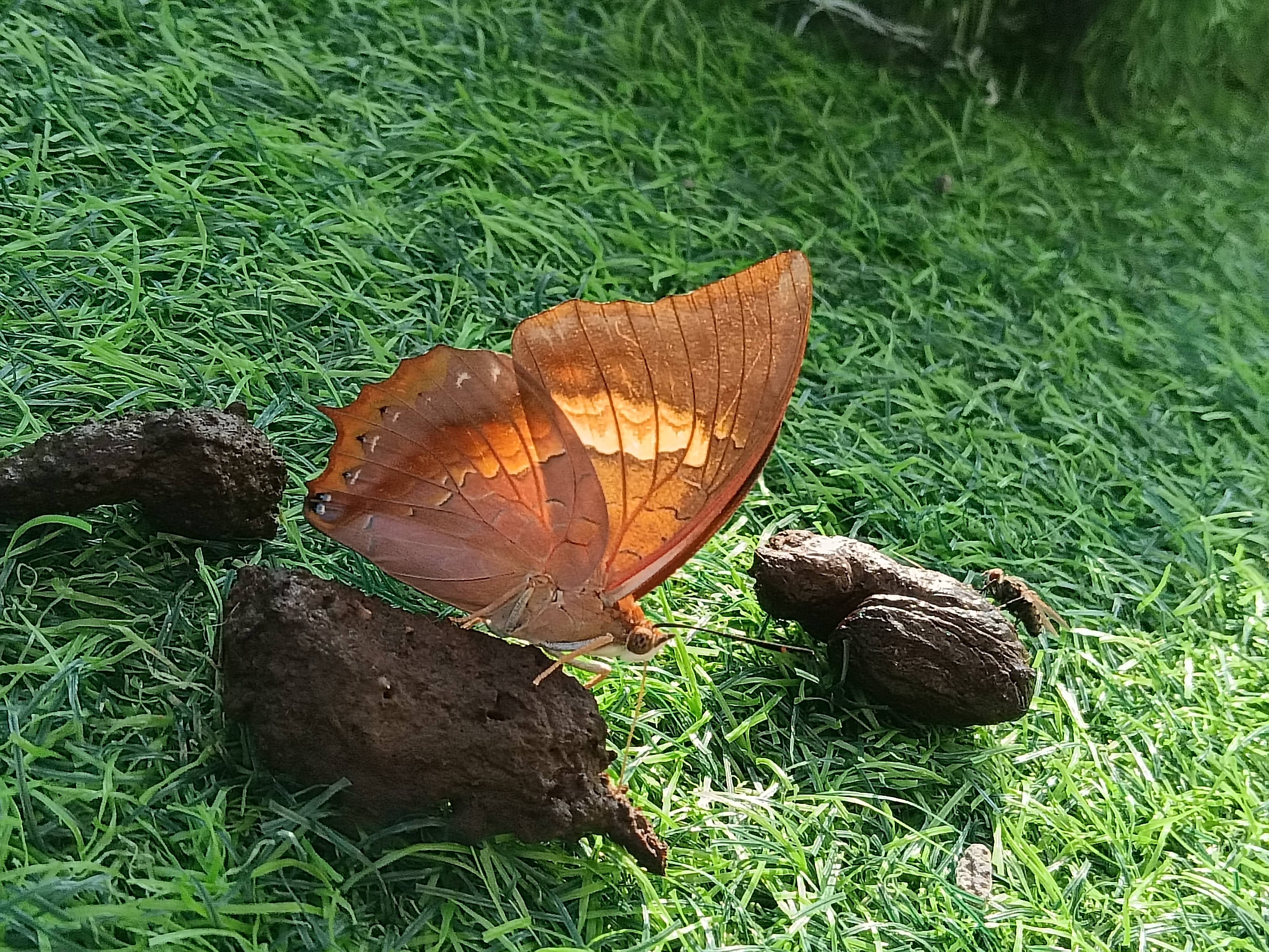 白带螯蛱蝶