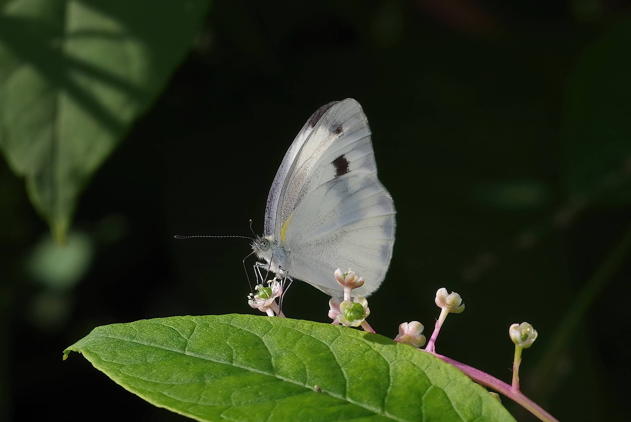 东方菜粉蝶