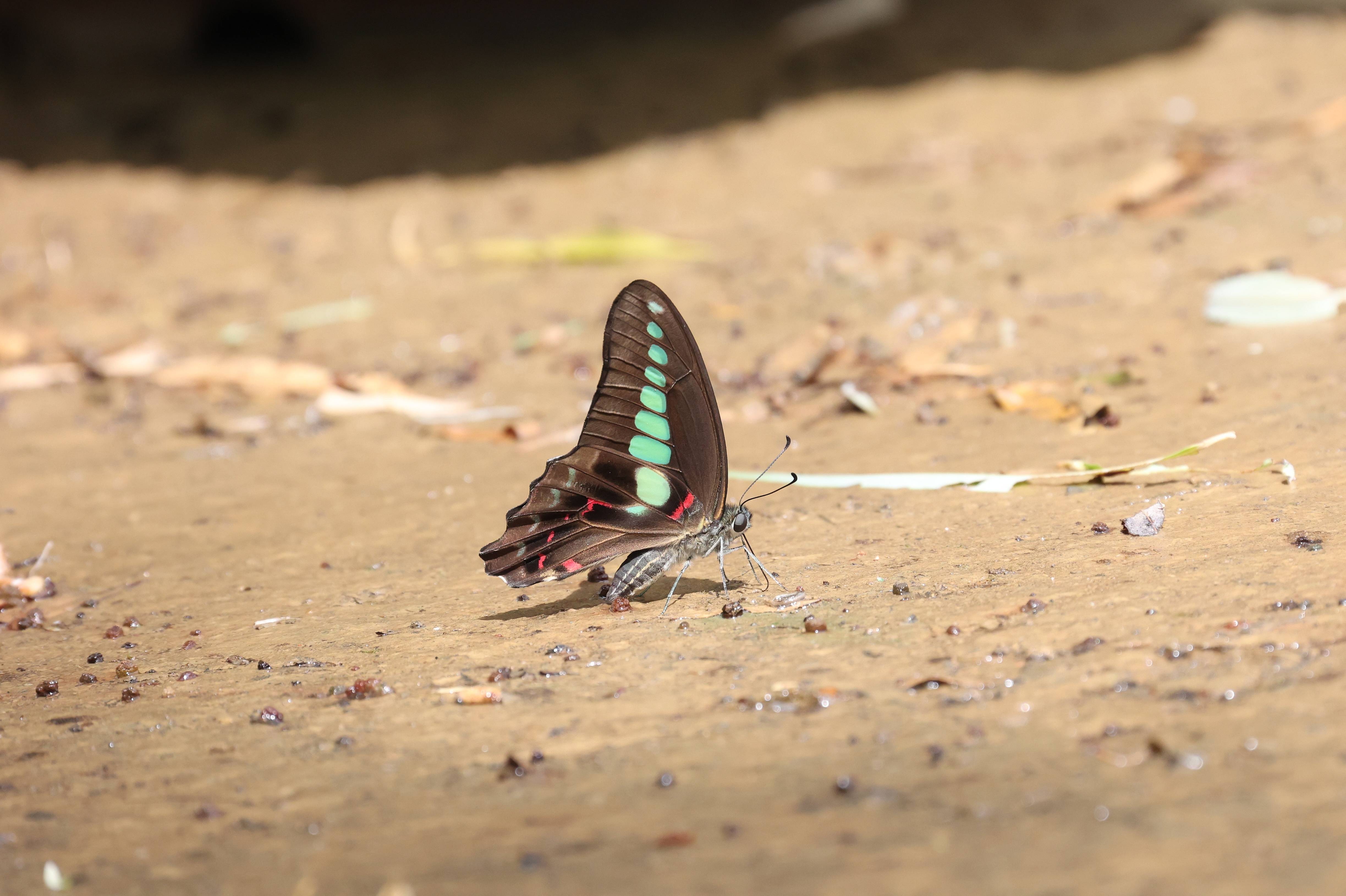 青凤蝶
