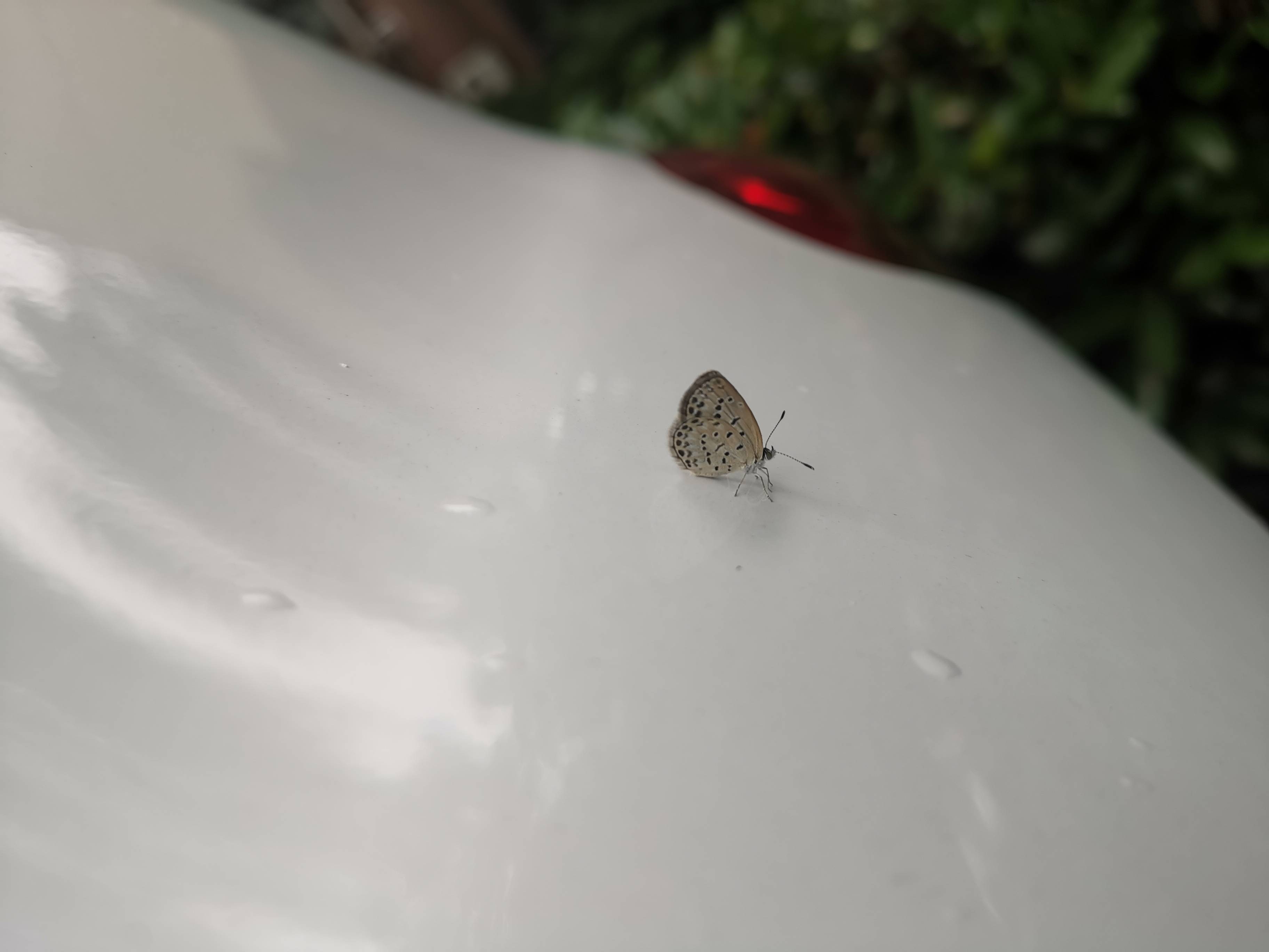 酢浆灰蝶
