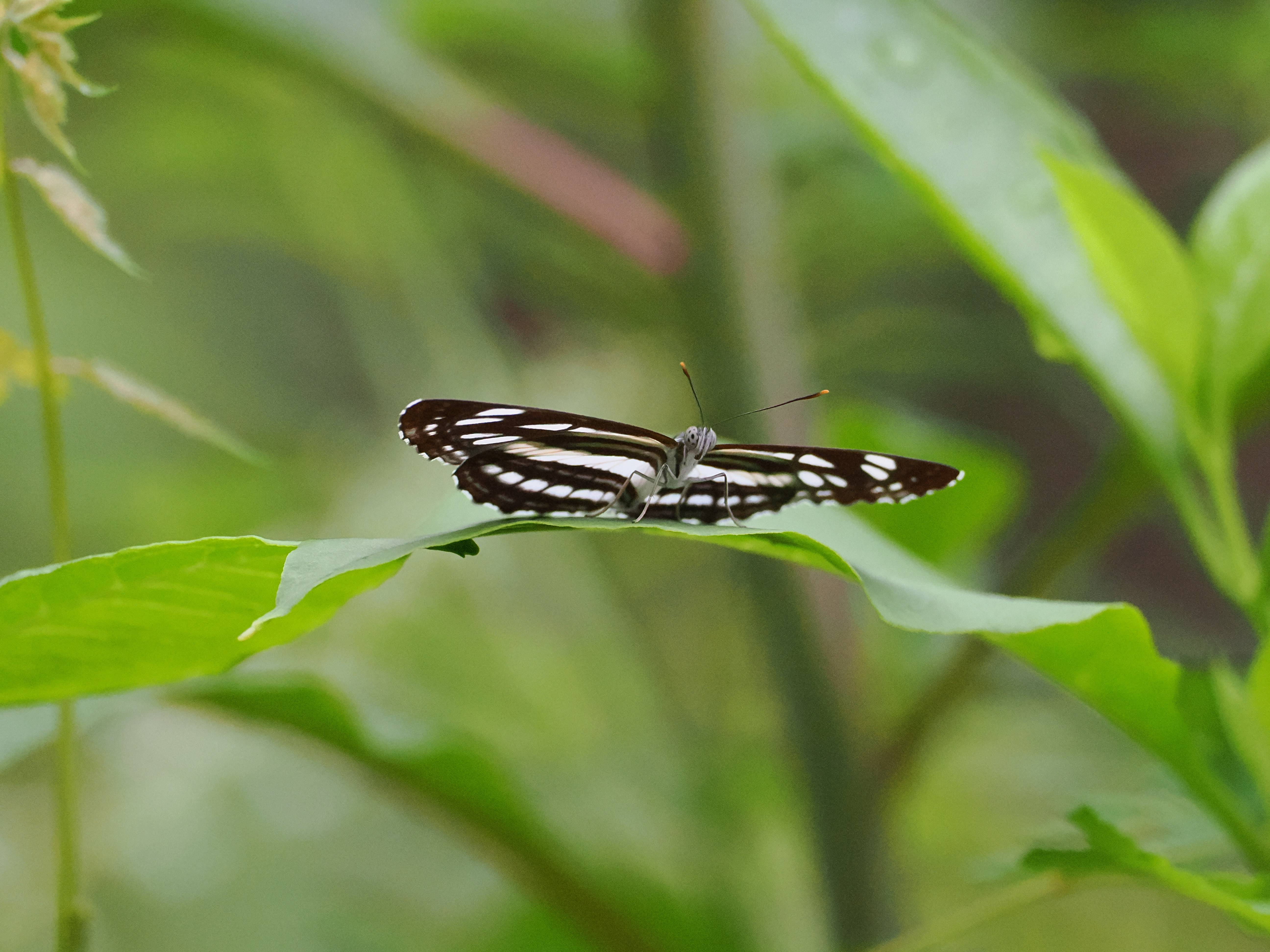 小环蛱蝶