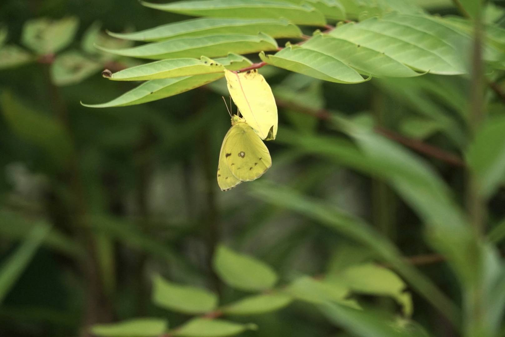 东亚豆粉蝶