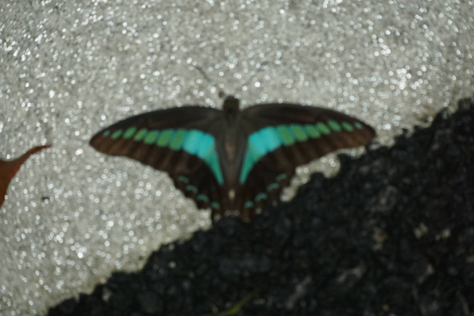 青凤蝶
