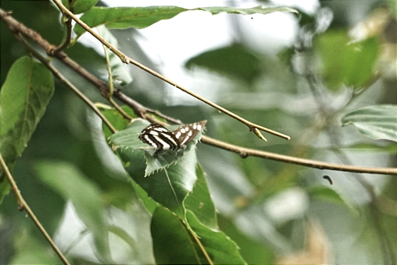 小环蛱蝶