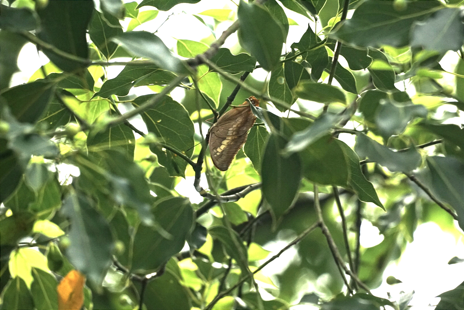 白带螯蛱蝶