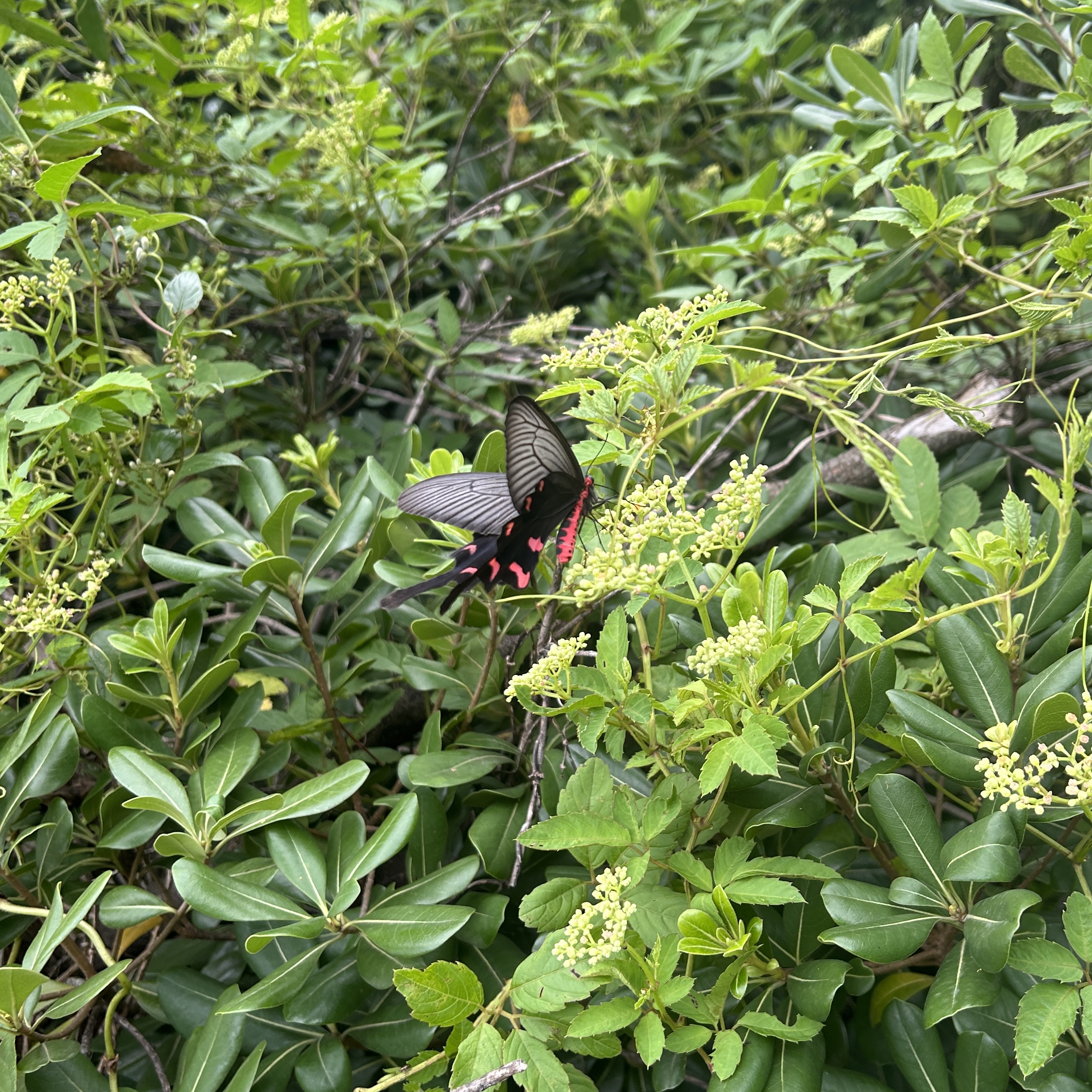 灰绒麝凤蝶