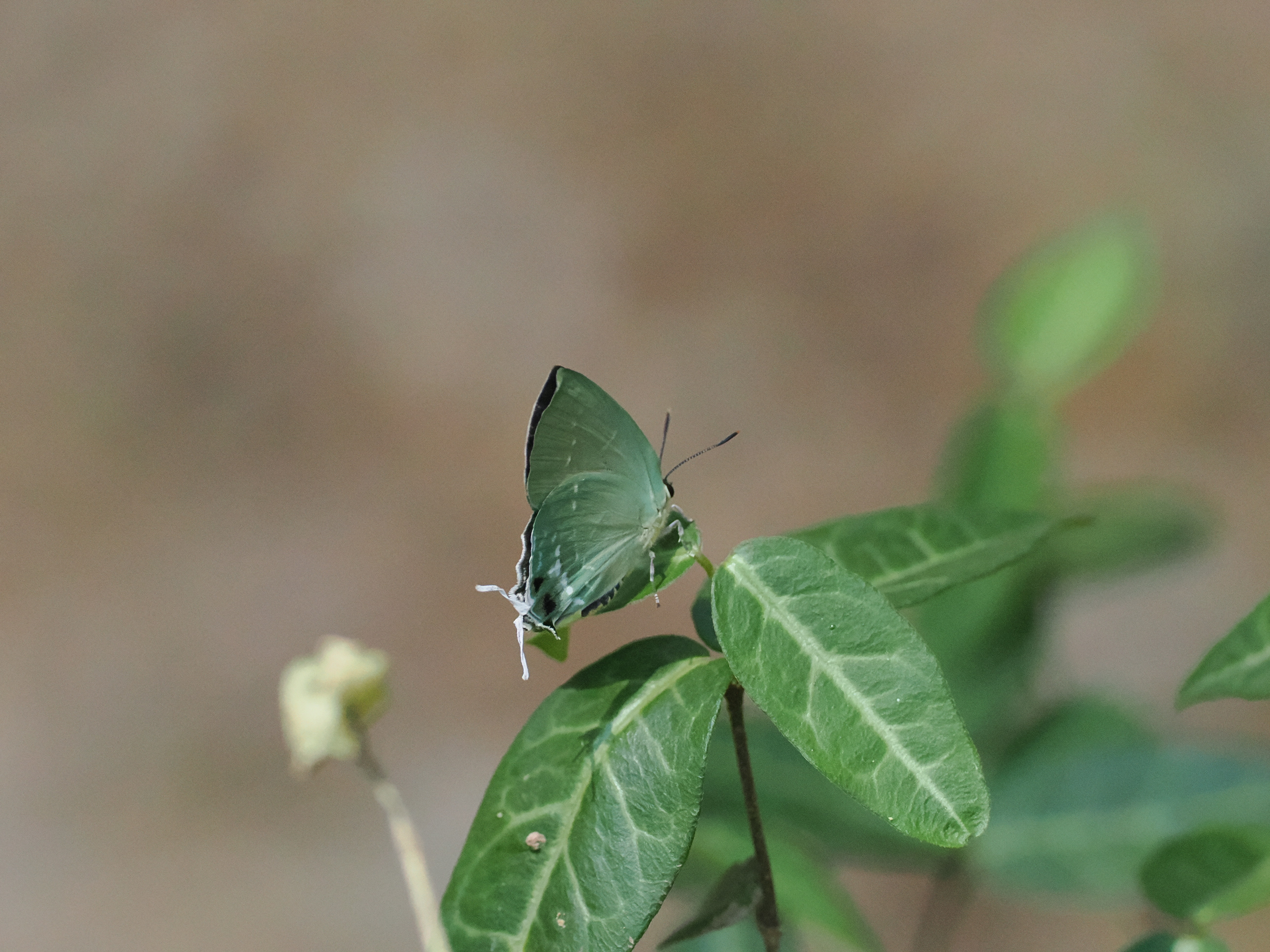 绿灰蝶