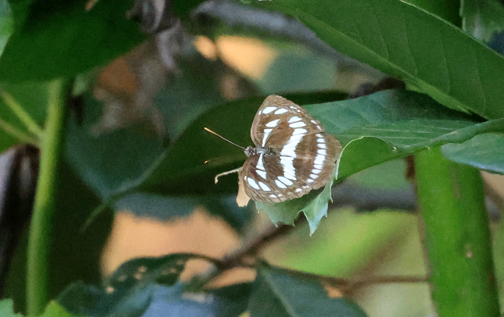 小环蛱蝶