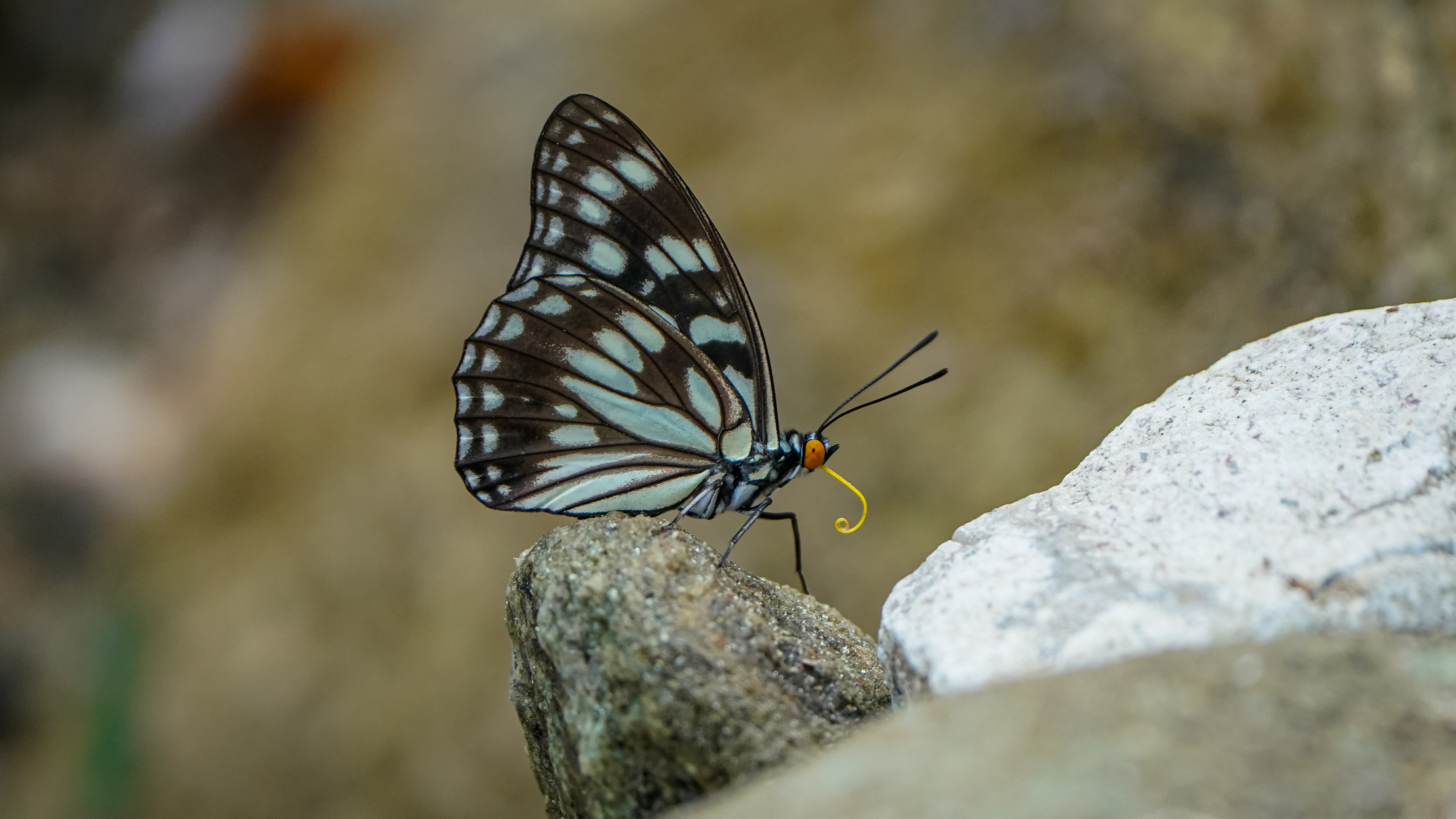 拟斑脉蛱蝶