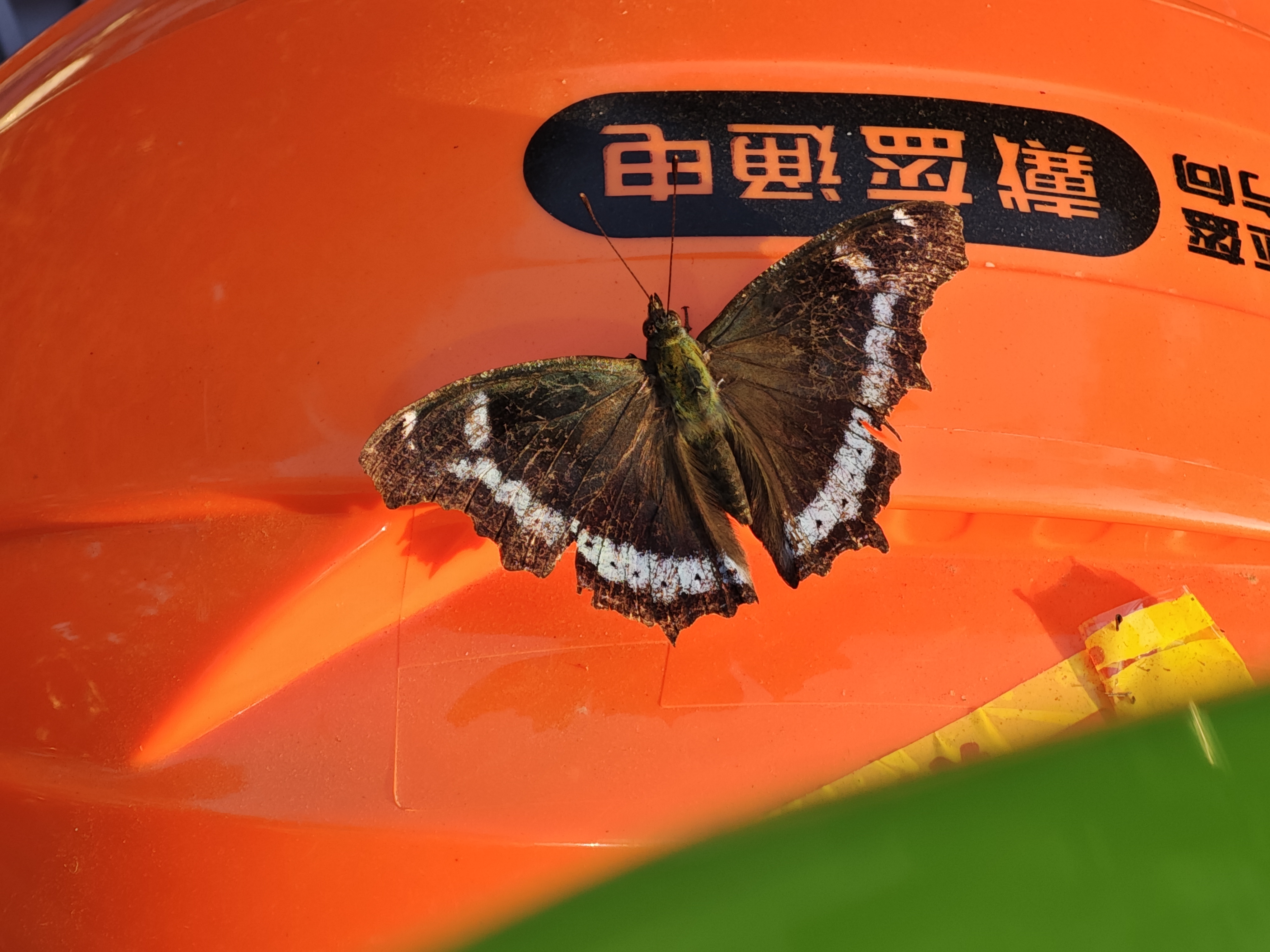 琉璃蛱蝶