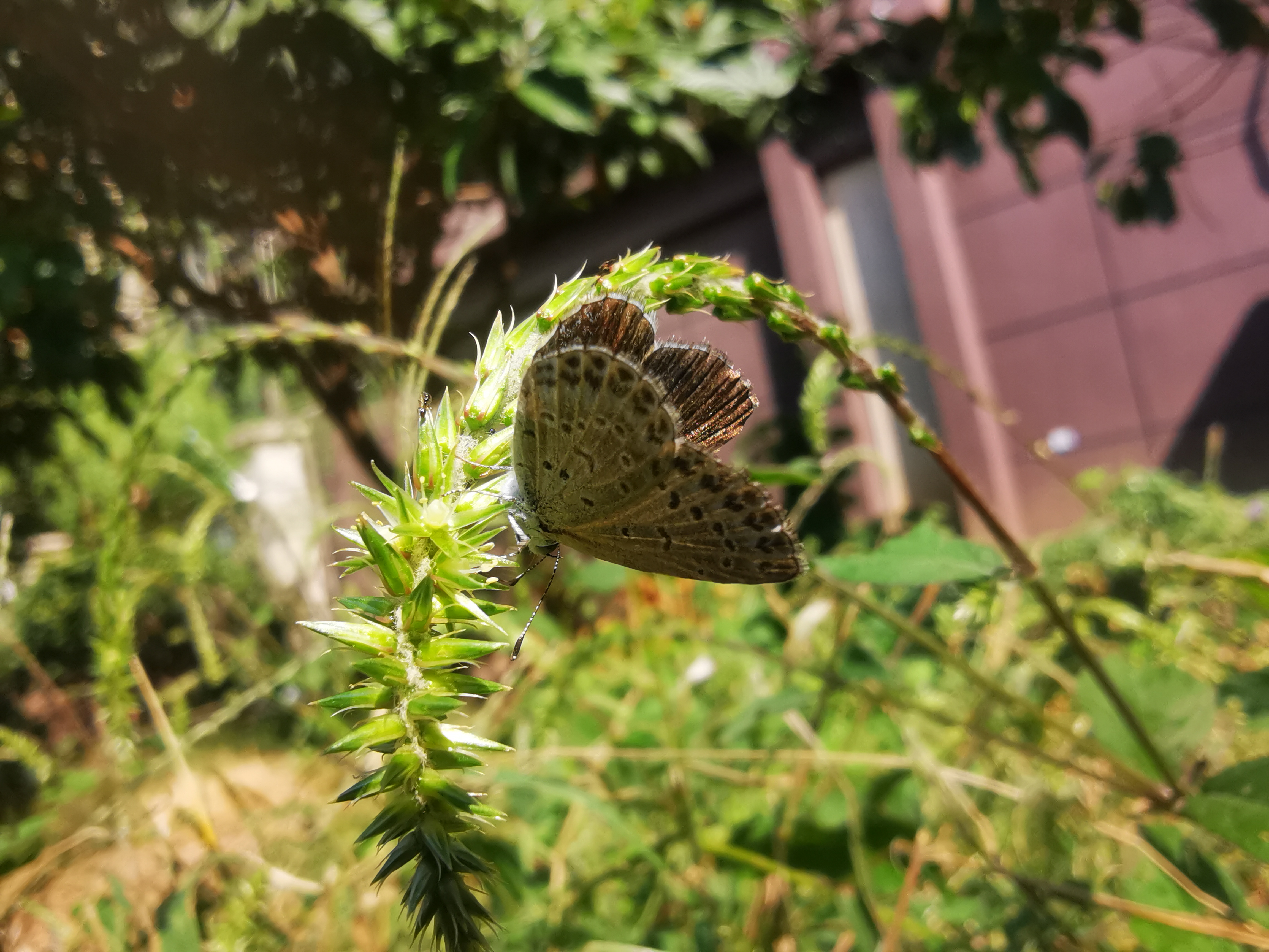 酢浆灰蝶