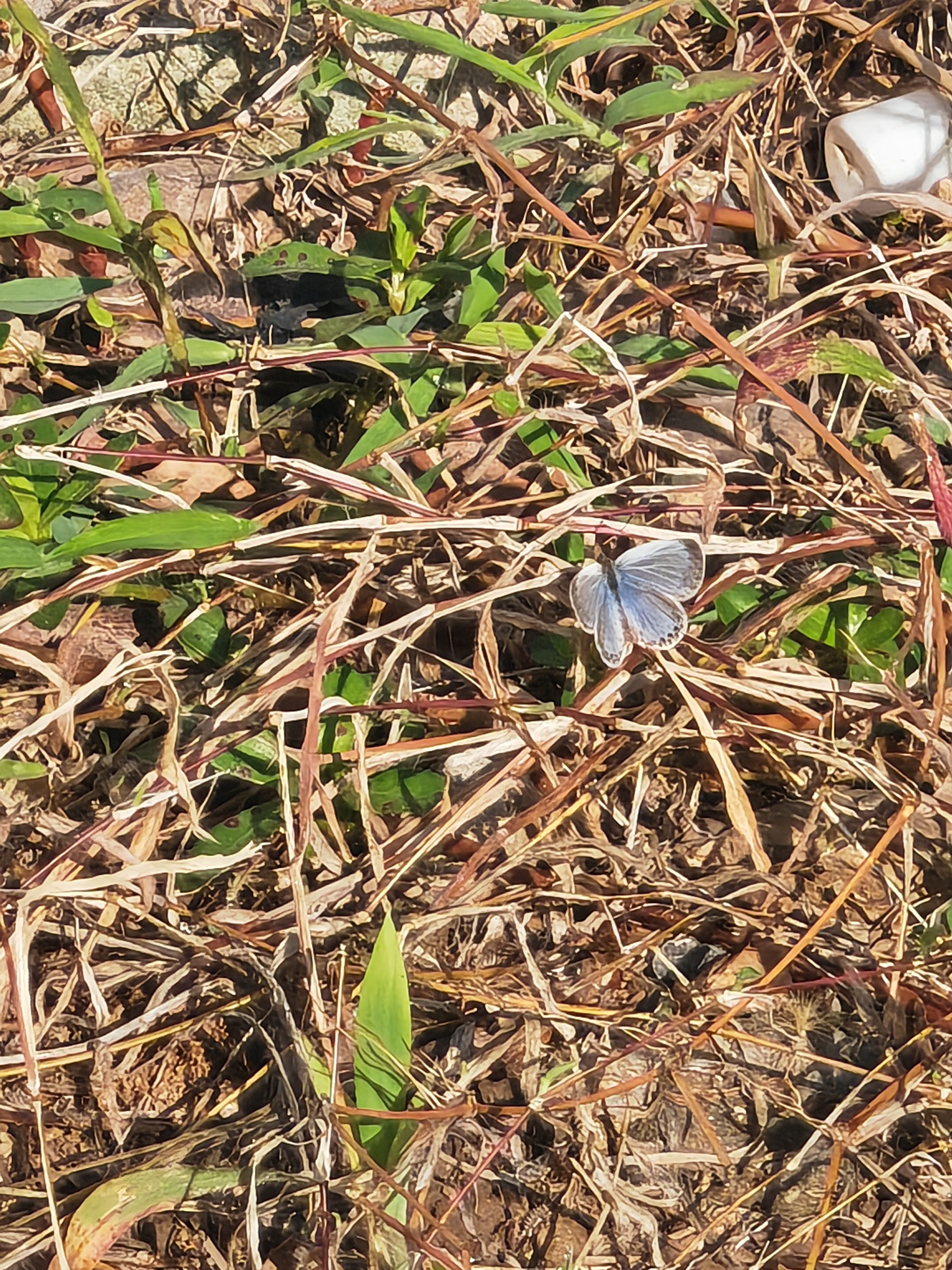 酢浆灰蝶
