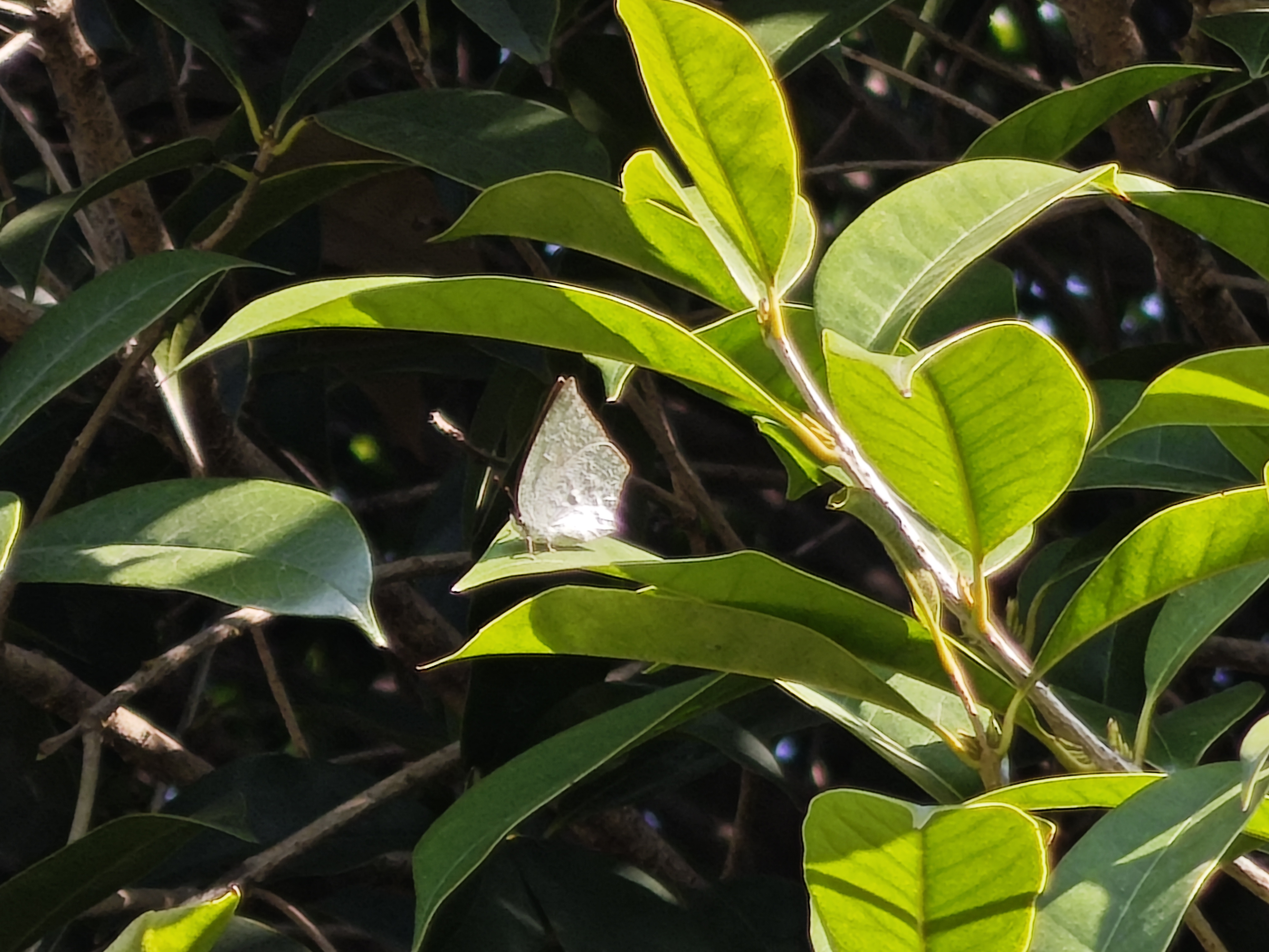 尖翅银灰蝶