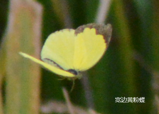 宽边黄粉蝶