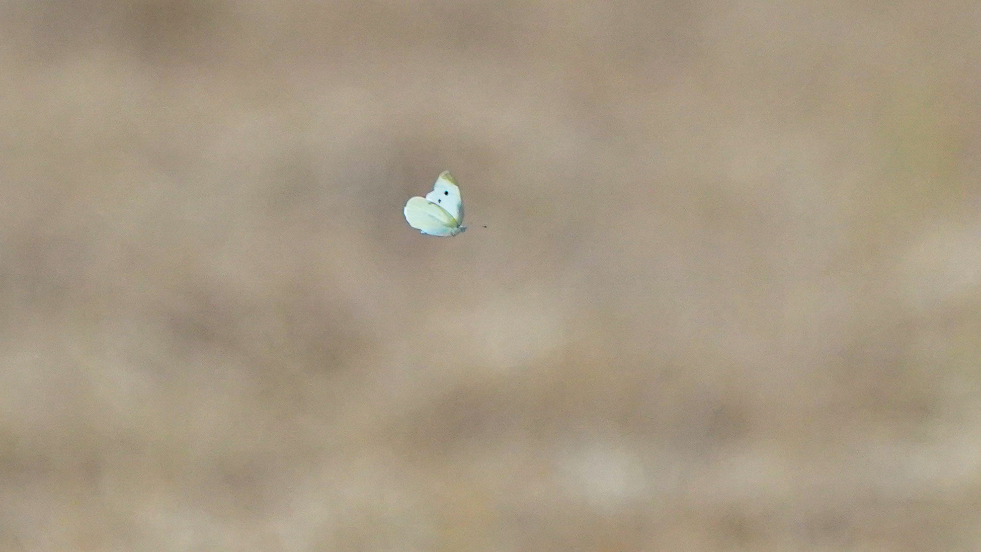 菜粉蝶