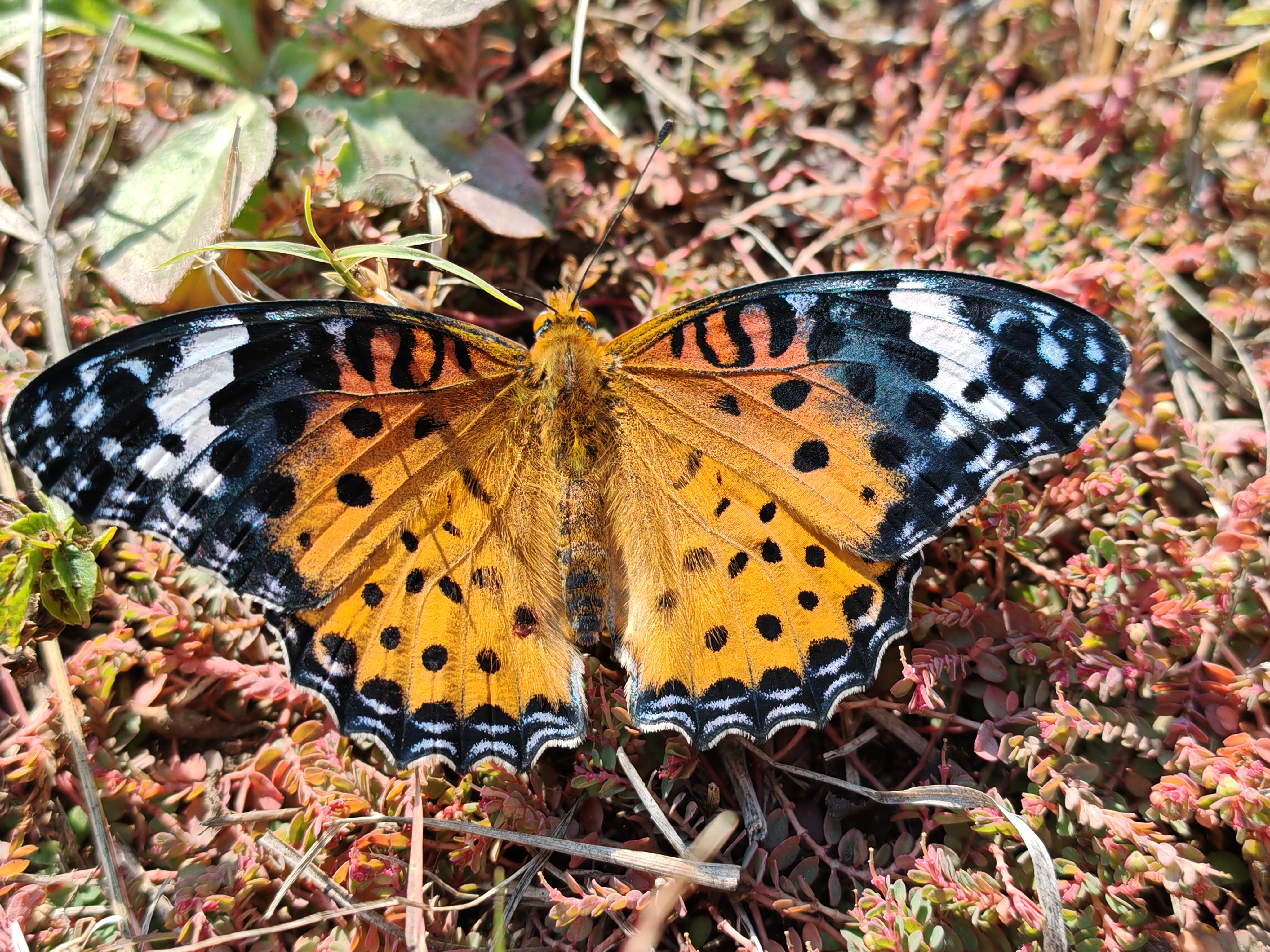 斐豹蛱蝶